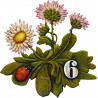 Gänseblümchen