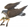 Falke