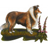Collie